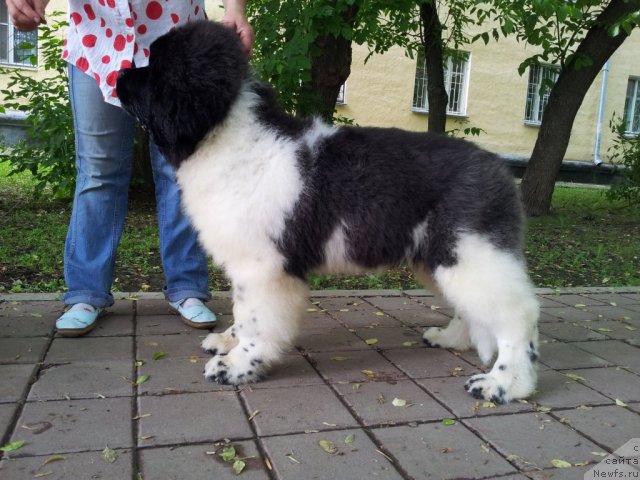 Фото: ньюфаундленд Супер Бизон Зербино