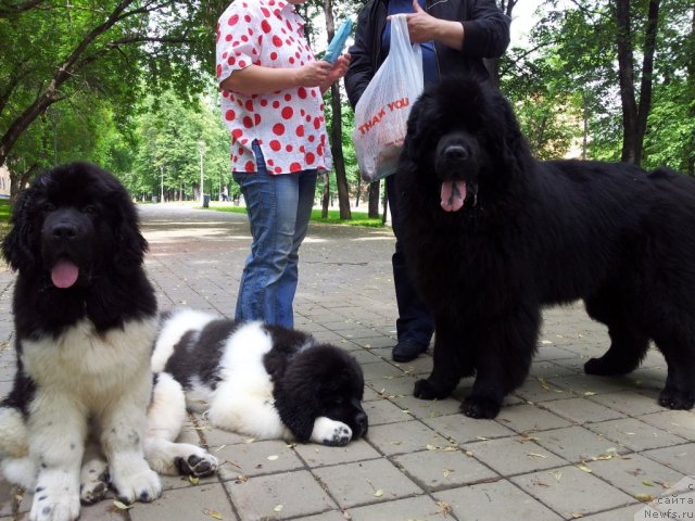 Фото: ньюфаундленд Супер Бизон Златогор, ньюфаундленд Супер Бизон Зербино, ньюфаундленд Капитан Ньюфорт