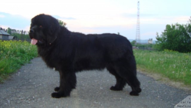 Фото: ньюфаундленд Пассия Короля из Медвежьего Яра (Passia Korolya iz Medvejyego Yara)