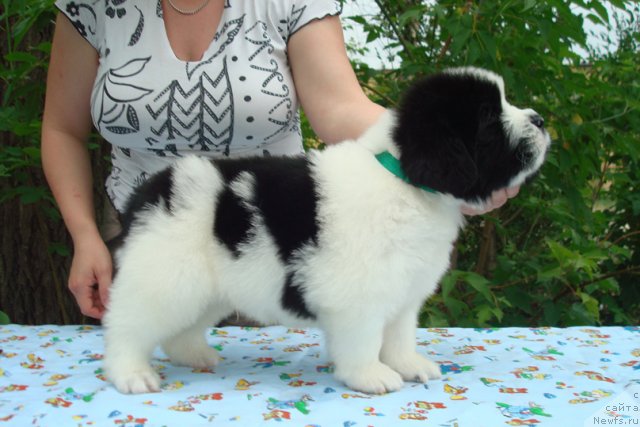 Фото: Щенки, ньюфаундленд Маг Исполин Инфанта (Mag Ispolin Infanta), ньюфаундленд Threeponds Right Way