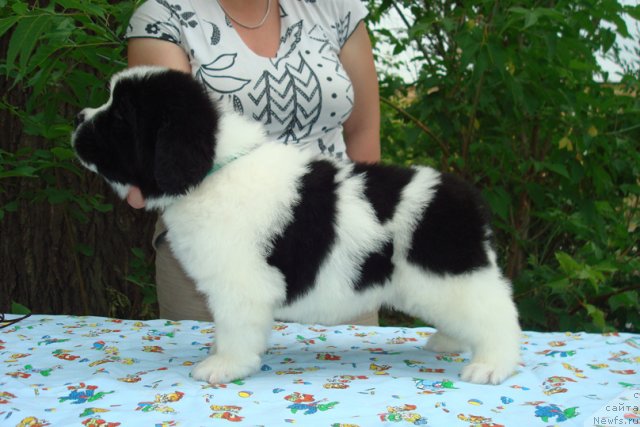 Фото: Щенки, ньюфаундленд Маг Исполин Инфанта (Mag Ispolin Infanta), ньюфаундленд Threeponds Right Way