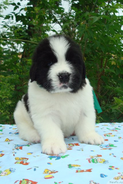 Фото: Щенки, ньюфаундленд Маг Исполин Инфанта (Mag Ispolin Infanta), ньюфаундленд Threeponds Right Way