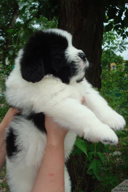 Фото: Щенки, ньюфаундленд Маг Исполин Инфанта (Mag Ispolin Infanta), ньюфаундленд Threeponds Right Way