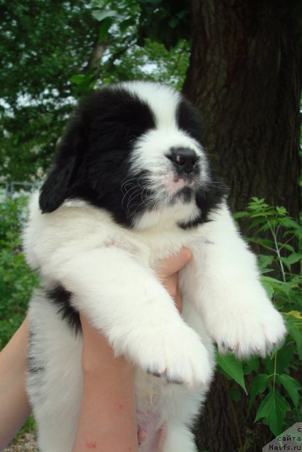 Фото: Щенки, ньюфаундленд Маг Исполин Инфанта (Mag Ispolin Infanta), ньюфаундленд Threeponds Right Way