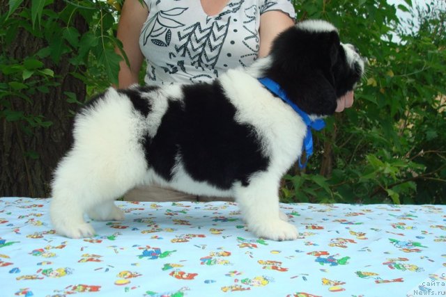 Фото: Щенки, ньюфаундленд Маг Исполин Инфанта (Mag Ispolin Infanta), ньюфаундленд Threeponds Right Way