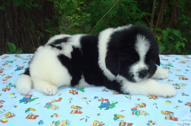 Фото: Щенки, ньюфаундленд Маг Исполин Инфанта (Mag Ispolin Infanta), ньюфаундленд Threeponds Right Way