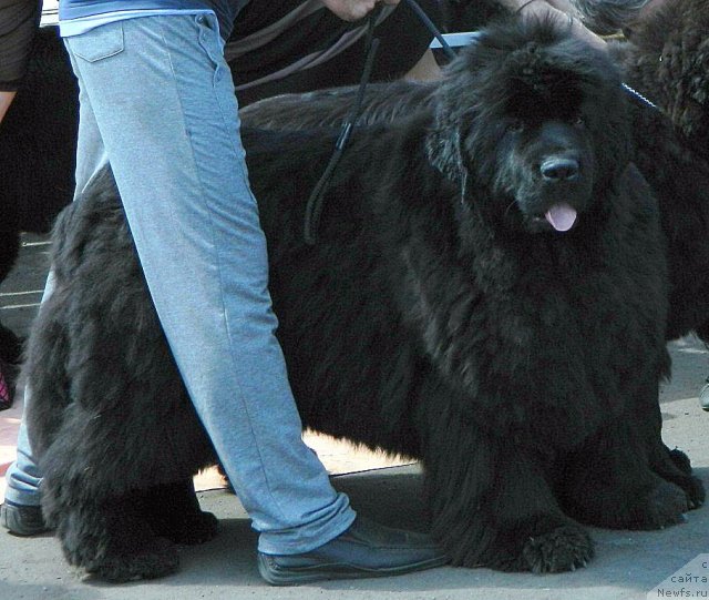 Фото: ньюфаундленд Супер Премиум Голд Кисс (Super Premium Gold Kis)