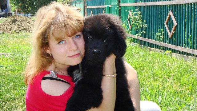 Фото: ньюфаундленд Супер Премиум Лиллихаммер (Super Premium Lillihamer)