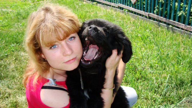 Фото: ньюфаундленд Супер Премиум Лиллихаммер (Super Premium Lillihamer), Виктория Замятина