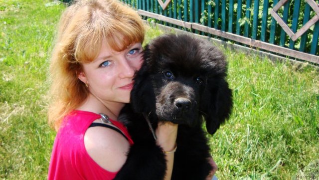 Фото: ньюфаундленд Супер Премиум Лиллихаммер (Super Premium Lillihamer)