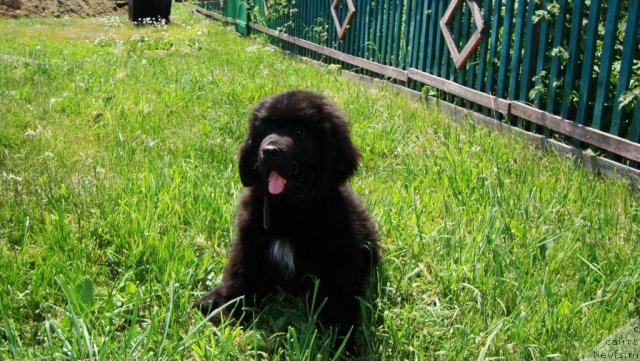 Фото: ньюфаундленд Супер Премиум Лиллихаммер (Super Premium Lillihamer)