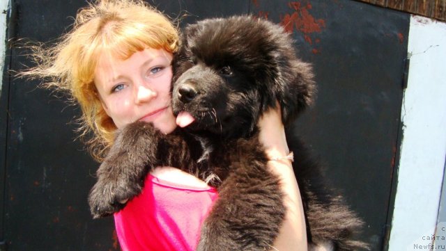 Фото: ньюфаундленд Супер Премиум Лиллихаммер (Super Premium Lillihamer)