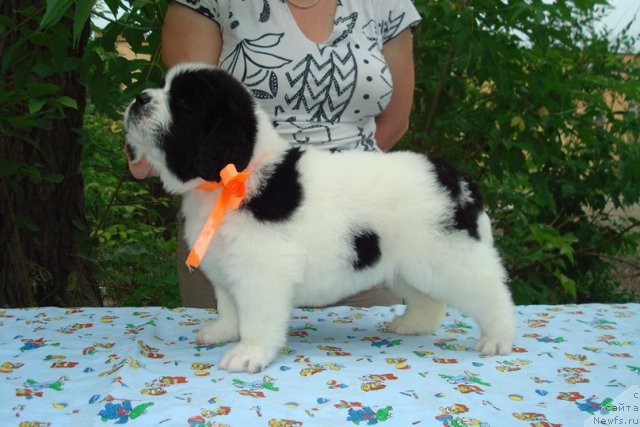 Фото: Щенки, ньюфаундленд Маг Исполин Инфанта (Mag Ispolin Infanta), ньюфаундленд Threeponds Right Way