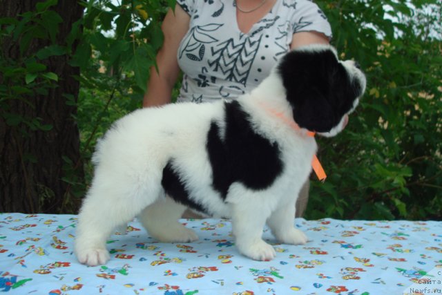 Фото: Щенки, ньюфаундленд Маг Исполин Инфанта (Mag Ispolin Infanta), ньюфаундленд Threeponds Right Way