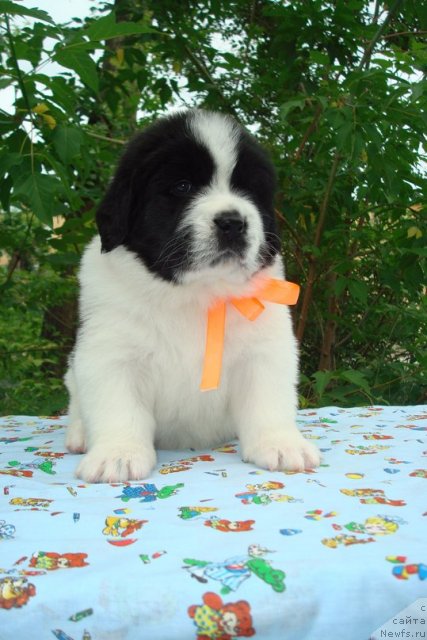 Фото: Щенки, ньюфаундленд Маг Исполин Инфанта (Mag Ispolin Infanta), ньюфаундленд Threeponds Right Way