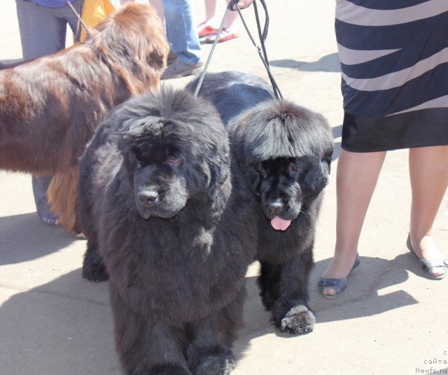 Фото: ньюфаундленд Супер Премиум Голд Кисс (Super Premium Gold Kis), ньюфаундленд Маркиза из Медвежьего Яра