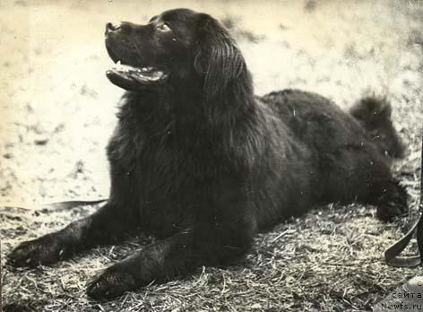 Фото: ньюфаундленд Мартин Демон