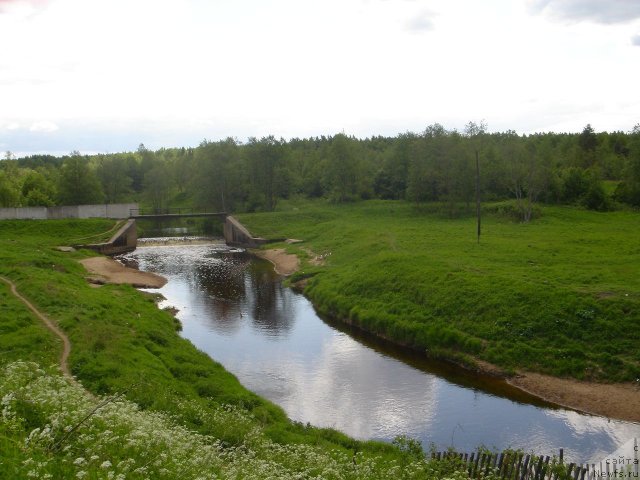 Фото: ньюфаундленд Дар Свезы Белив Ми (Dar Svezy Believe Me)