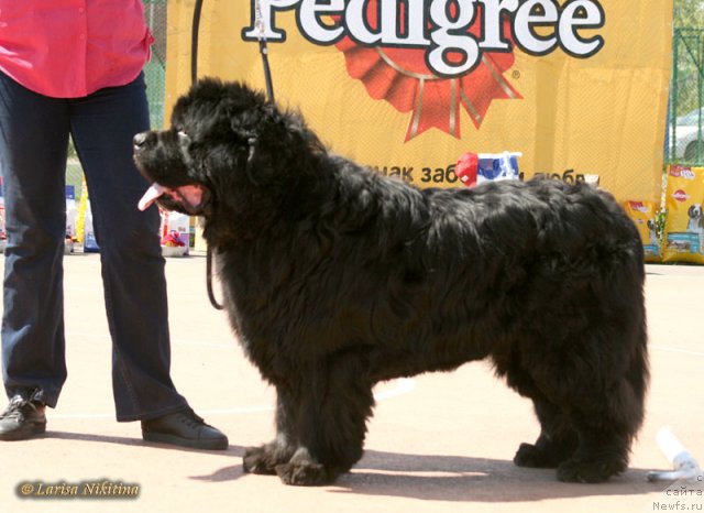 Фото: ньюфаундленд Царевич Славный из Медвежьего Яра (Tsarevich Slavny iz Medvejyego Yara)