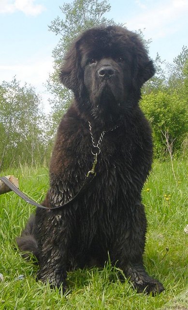 Фото: ньюфаундленд Дар Свезы Белив Ми (Dar Svezy Believe Me)