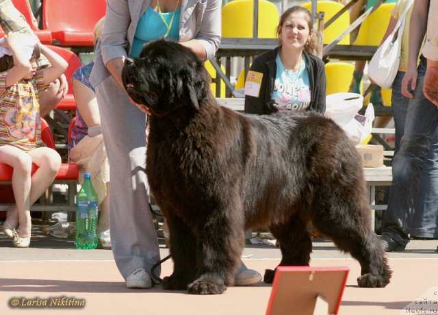 Фото: ньюфаундленд Наварро Дэлюкс из Медвежьего Яра
