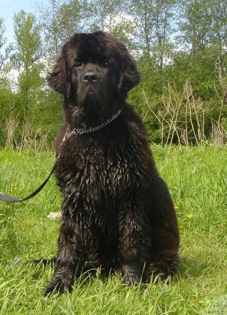 Фото: ньюфаундленд Дар Свезы Белив Ми (Dar Svezy Believe Me)