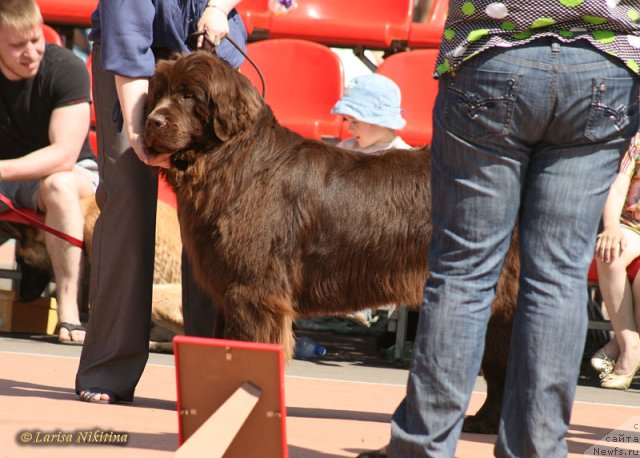 Фото: ньюфаундленд Багряная Осень из Аркаима