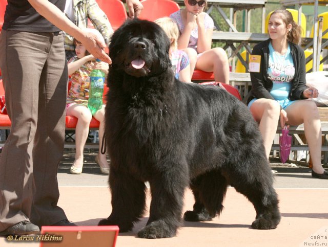 Фото: ньюфаундленд Маркиза из Медвежьего Яра