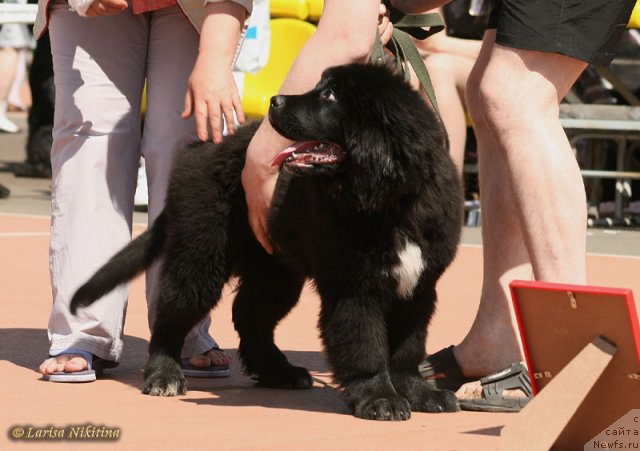 Фото: ньюфаундленд Роял Диамонд из Медвежьего Яра (Royal Diamond iz Medvejyego Yara)