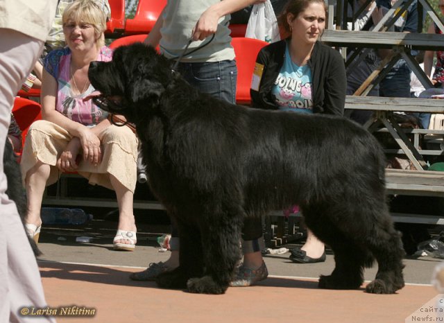 Фото: ньюфаундленд Династия Квин из Медвежьего Яра (Dynasty Queen iz Medvejyego Yara)