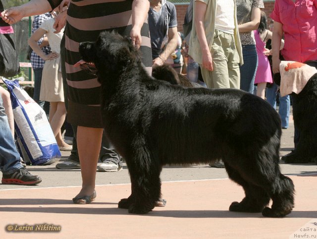 Фото: ньюфаундленд Маркиза из Медвежьего Яра