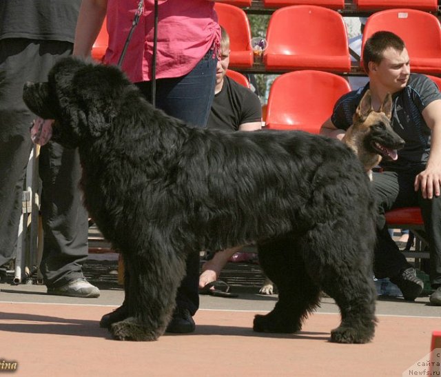 Фото: ньюфаундленд Южный Шарм из Медвежьего Яра (Yuzhny Sharm iz Medvejyego Yara)