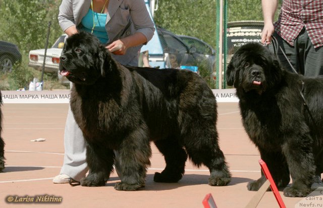 Фото: ньюфаундленд Династия Квин из Медвежьего Яра (Dynasty Queen iz Medvejyego Yara), ньюфаундленд Наварро Дэлюкс из Медвежьего Яра