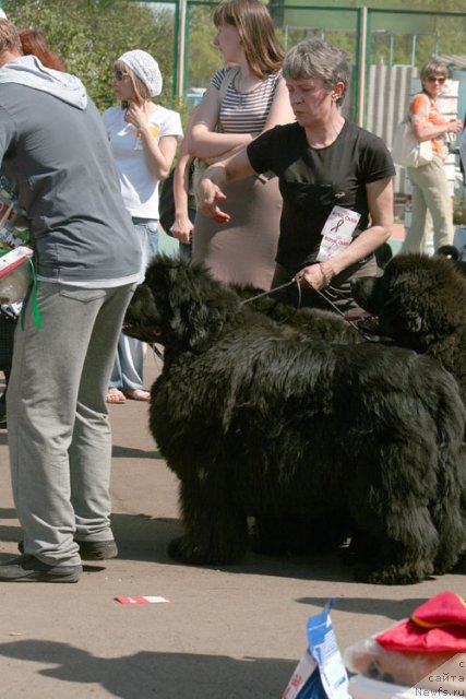 Фото: Елена Кропотова, ньюфаундленд Супер Премиум Голд Кисс (Super Premium Gold Kis)