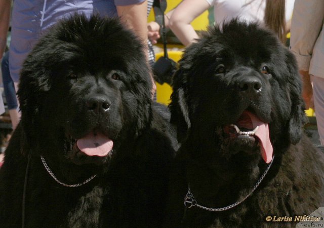 Фото: ньюфаундленд С'Нежная Вьюга Авиньонези Капаннеле (S'Nezhnaya Vjuga Avignonesi Capannelle), ньюфаундленд С'Нежная Вьюга Альянико Дель Вультуре (S'Nezhnaya Vjuga Alyaniko del Vulture)