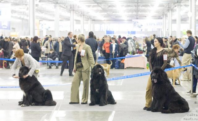 Фото: ньюфаундленд Жемчуг Гранд из Уникальной Коллекции, ньюфаундленд Фиаметтахауз Галахад Рыцарь Грааля (Fiamettahauz Galahat Rytsar' Graalia), ньюфаундленд Айвенго Анджели