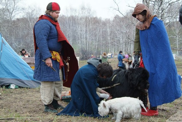 Фото: ньюфаундленд Флагман от Сибирского Медведя (Flagman ot Sibirskogo Medvedja)