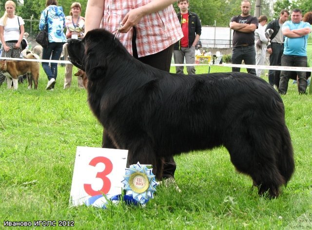 Фото: ньюфаундленд Сент Джонс Ульрика (Sent Djons Ulrika)