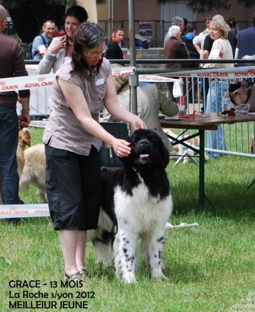 Фото: ньюфаундленд Питерньюф Итс Нов Ор Невер Оурс Де Перроне