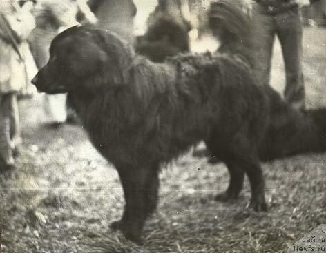 Фото: ньюфаундленд Муслим Чародей