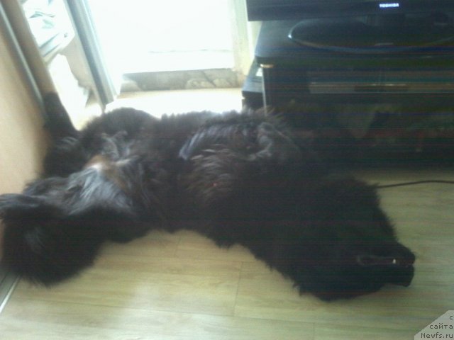 Фото: ньюфаундленд Несси Блэк с  Лесной Заимки