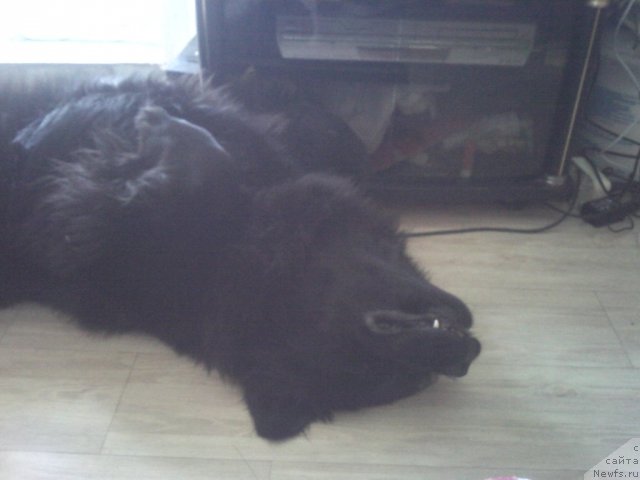 Фото: ньюфаундленд Несси Блэк с  Лесной Заимки