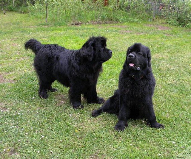 Фото: ньюфаундленд Талула Белл (Talula Bell), ньюфаундленд Акватория Келвин Кадриль (Aquatoriya Kelvin Kadril)