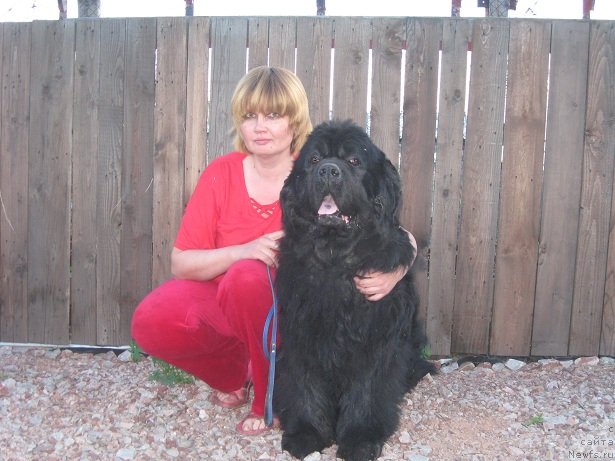 Фото: ньюфаундленд Царевич Славный из Медвежьего Яра (Tsarevich Slavny iz Medvejyego Yara), Светлана Приходько