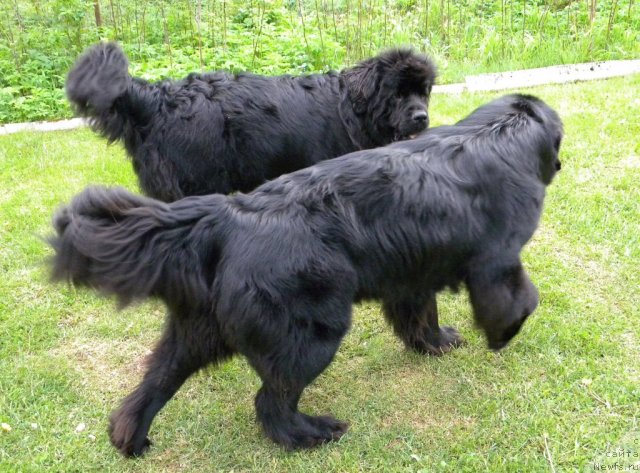 Фото: ньюфаундленд Талула Белл (Talula Bell), ньюфаундленд Акватория Келвин Кадриль (Aquatoriya Kelvin Kadril)