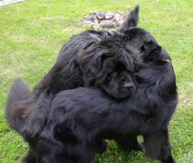 Фото: ньюфаундленд Талула Белл (Talula Bell), ньюфаундленд Акватория Келвин Кадриль (Aquatoriya Kelvin Kadril)