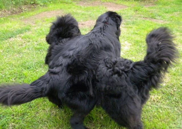 Фото: ньюфаундленд Талула Белл (Talula Bell), ньюфаундленд Акватория Келвин Кадриль (Aquatoriya Kelvin Kadril)