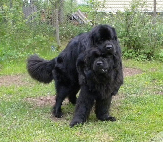 Фото: ньюфаундленд Талула Белл (Talula Bell), ньюфаундленд Акватория Келвин Кадриль (Aquatoriya Kelvin Kadril)