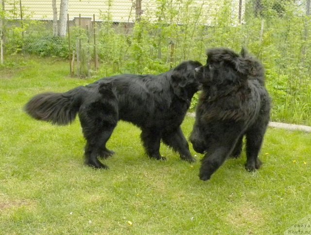 Фотография № 97747