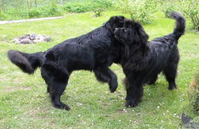 Фотография № 97749